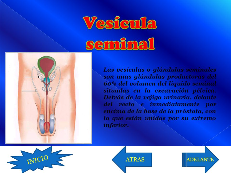 que funcion cumple la vesicula seminal y la prostata